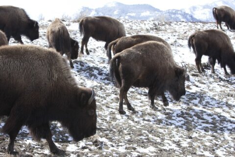 13 bison dead after truck hits herd near Yellowstone park