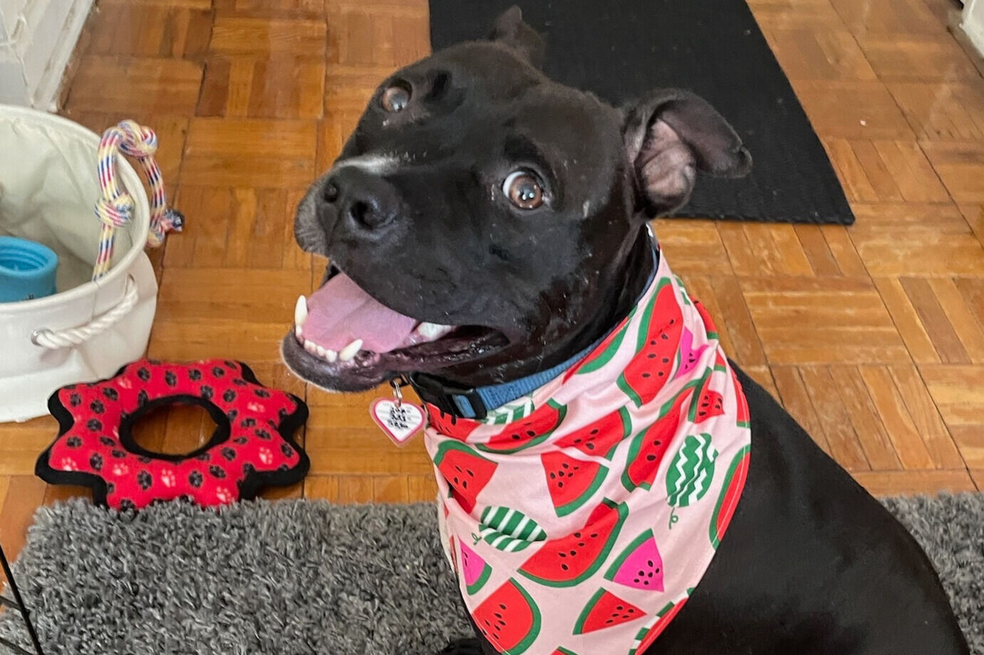 Seth is Pet of the Week on July, 29, 2024. (Courtesy Humane Rescue Alliance)