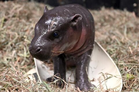 ‘Fascinating and rare’: Baby pygmy hippo born at Va. zoo