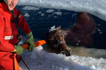 WATCH: Horse rescued after falling through thin ice over frozen lake