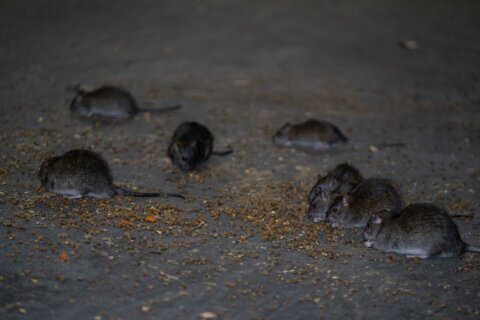 If you have the 'killer instinct needed to fight the real enemy,' you could be NYC's next rat czar