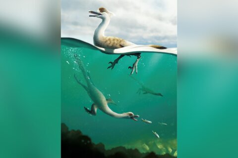 A new species of dinosaur might have dived like a duck to catch its prey