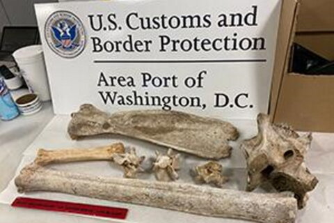 Giraffe and zebra bones from Africa seized at Dulles Airport