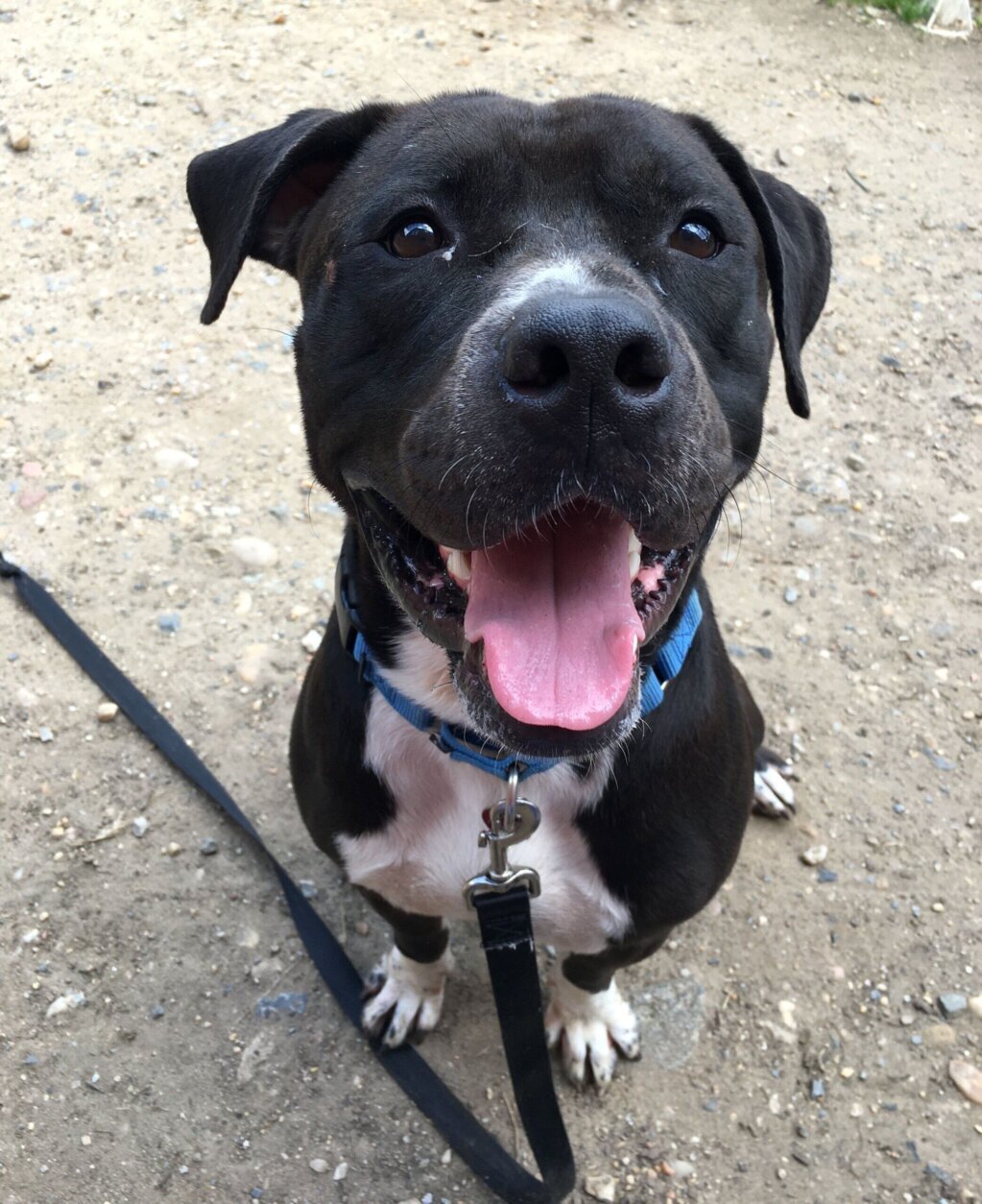 <p>Gentle on walks and super affectionate, <strong>Scruff</strong> — all 70 pounds of him — is living with his new family in D.C.</p>

