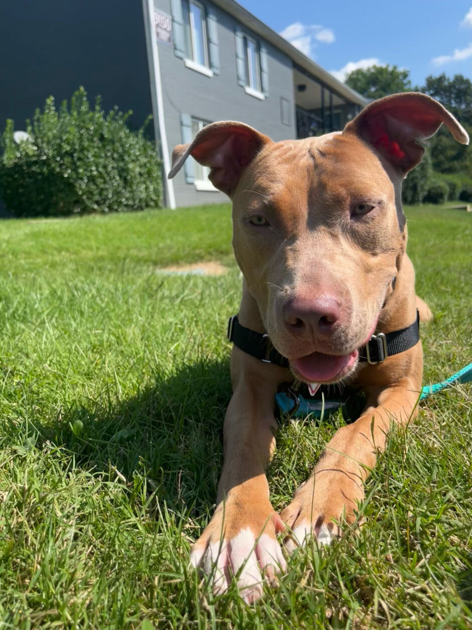 <p>If energy and excitement had a name, it would be <strong>Skylar.</strong> &#8220;Sky&#8221; now has a home in D.C., where she can run and play her favorite game of tug.</p>
