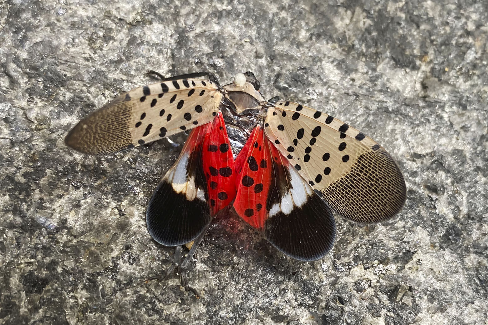 A smashed spotted lanternfly sits on the ground in New York, Wednesday, Aug. 24, 2022. (AP Photo)