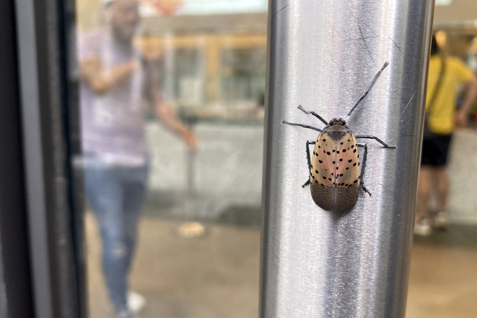 A spotted lanternfly is on a restaurant door handle in lower Manhattan in New York City on Tuesday, August 2, 2022. Agriculture experts say the invasive flying insect pests threaten the country's grape, orchard, nursery, and logging industries. (AP Photo/Ted Shaffrey)