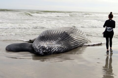Officials: Whale found dead in NJ likely struck by vessel