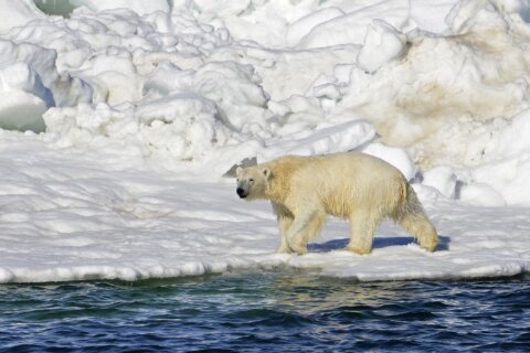 Mother, 1-year-old son killed in Alaska polar bear attack