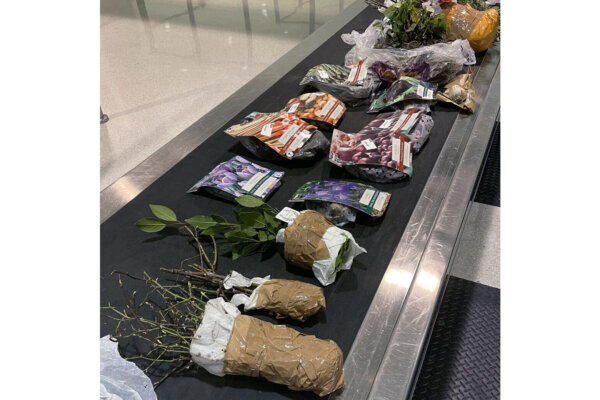 U.S. Customs and Border Protection agriculture detector dog Gatsby detected prohibitive propagative plants and plant bulbs in the baggage of a Virginia family at Baltimore Washington International Thurgood Marshall Airport on January 7, 2023.