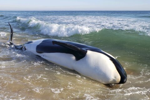Killer whale dies after beaching itself on Florida coast