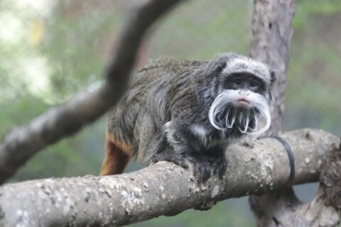 A real zoodunit: Missing monkeys deepen mystery in Dallas