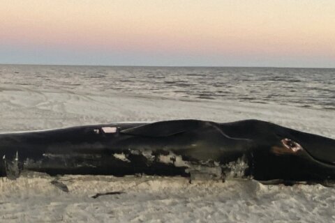 Dead endangered whale washes up on Mississippi Gulf Coast