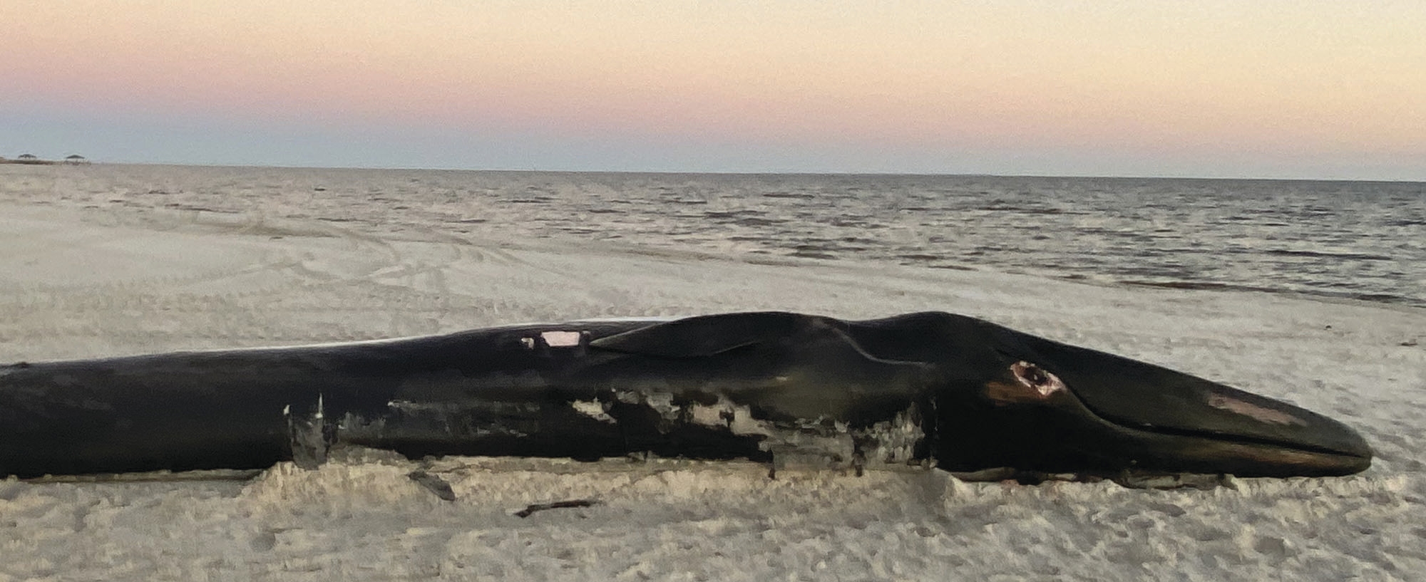 Dead endangered whale washes up on Mississippi Gulf Coast – WTOP News