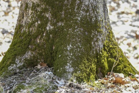 Should you worry about lichens, moss, algae on trees?
