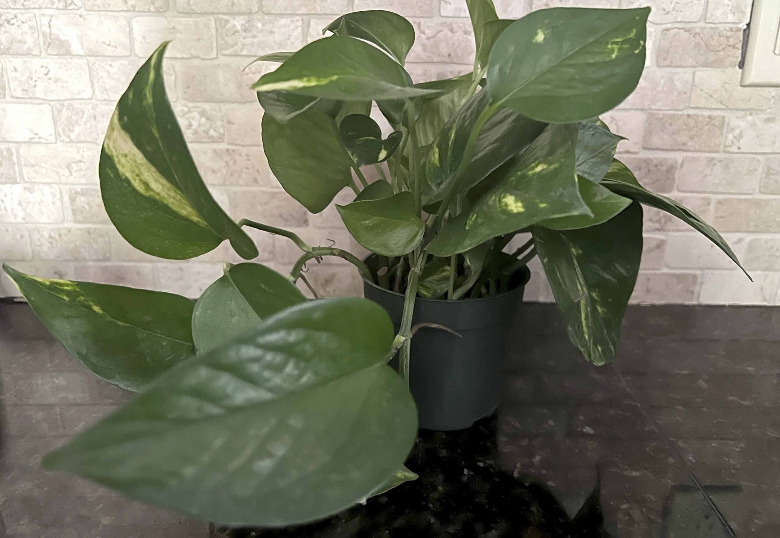 Pretty but toxic: Watch toddlers around these houseplants