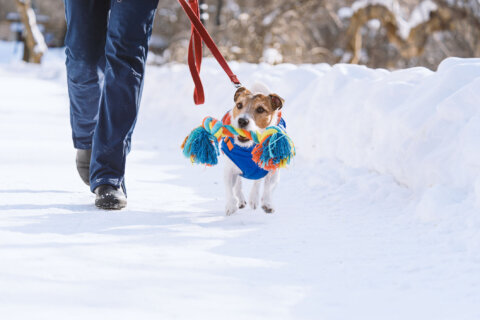 5 tips for walking your dog in the cold