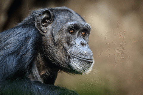 Does having a teen feel like living with a chimpanzee? You may not be far off, study shows