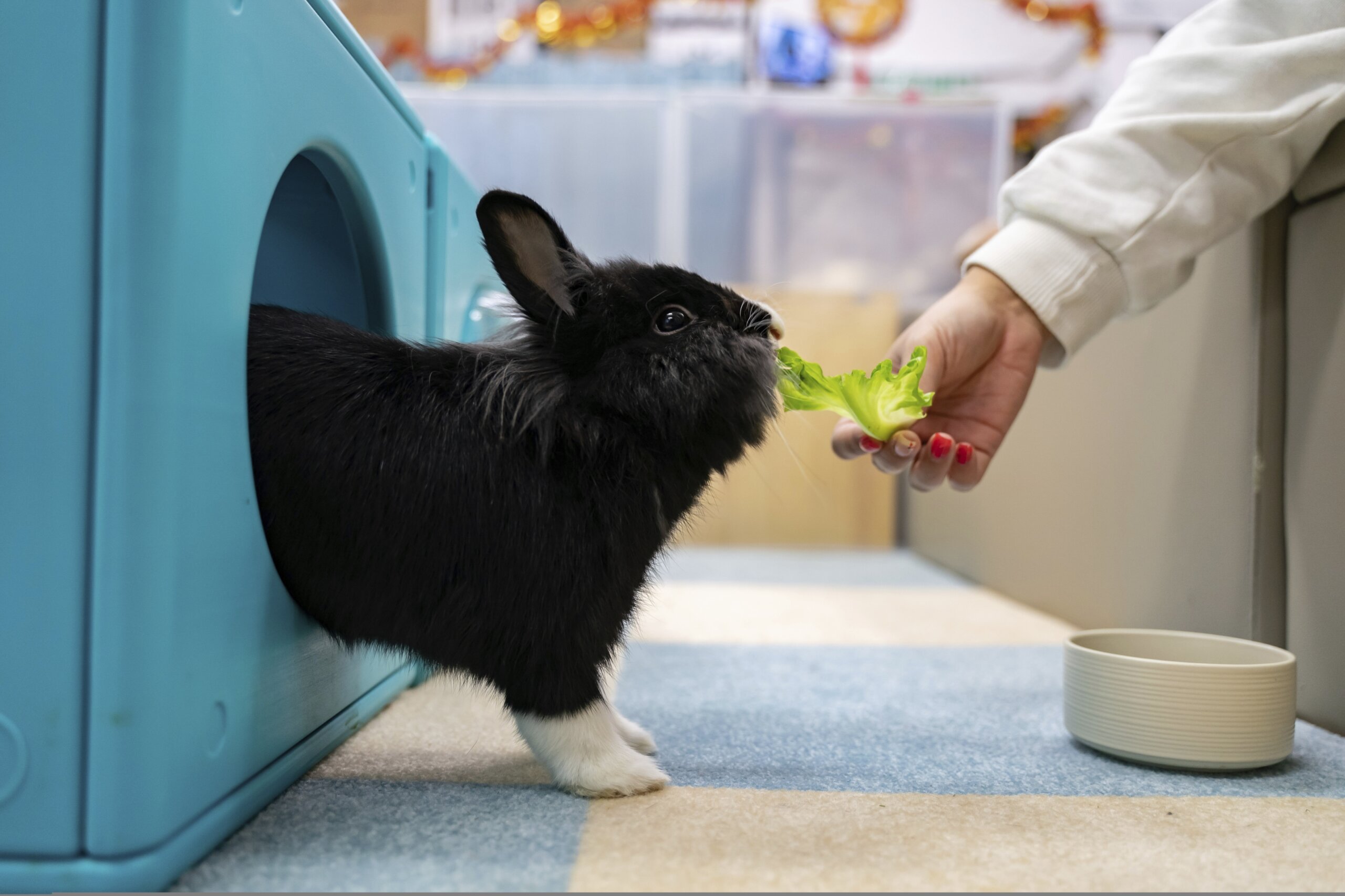Correction: Hong Kong-Rabbit Resort story