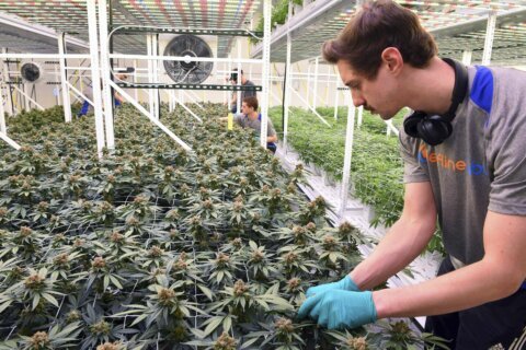 Md. lawmakers consider adding millions of square-feet of cannabis growing capacity