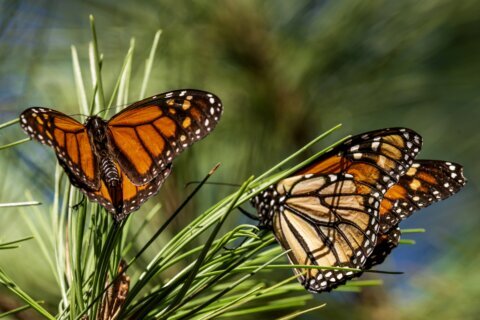 Monarch butterflies wintering in California rebound