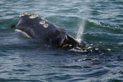Feds deny emergency call to slow ships, ease whale strikes