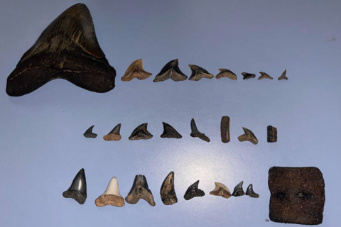 Maryland girl finds ‘once-in-a-lifetime’ megalodon shark tooth