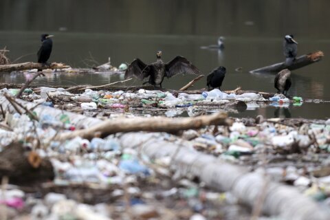 Serbia, Montenegro, Bosnia do little to solve waste problem
