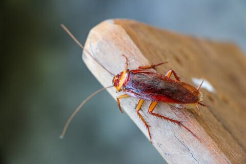 San Antonio Zoo will let you name a cockroach after an ex and feed it to an animal