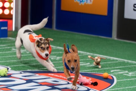 Puppy Bowl XIX: How to watch the other big game