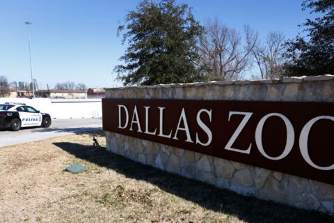 Police are investigating a vulture’s death at the Dallas Zoo as ‘suspicious’