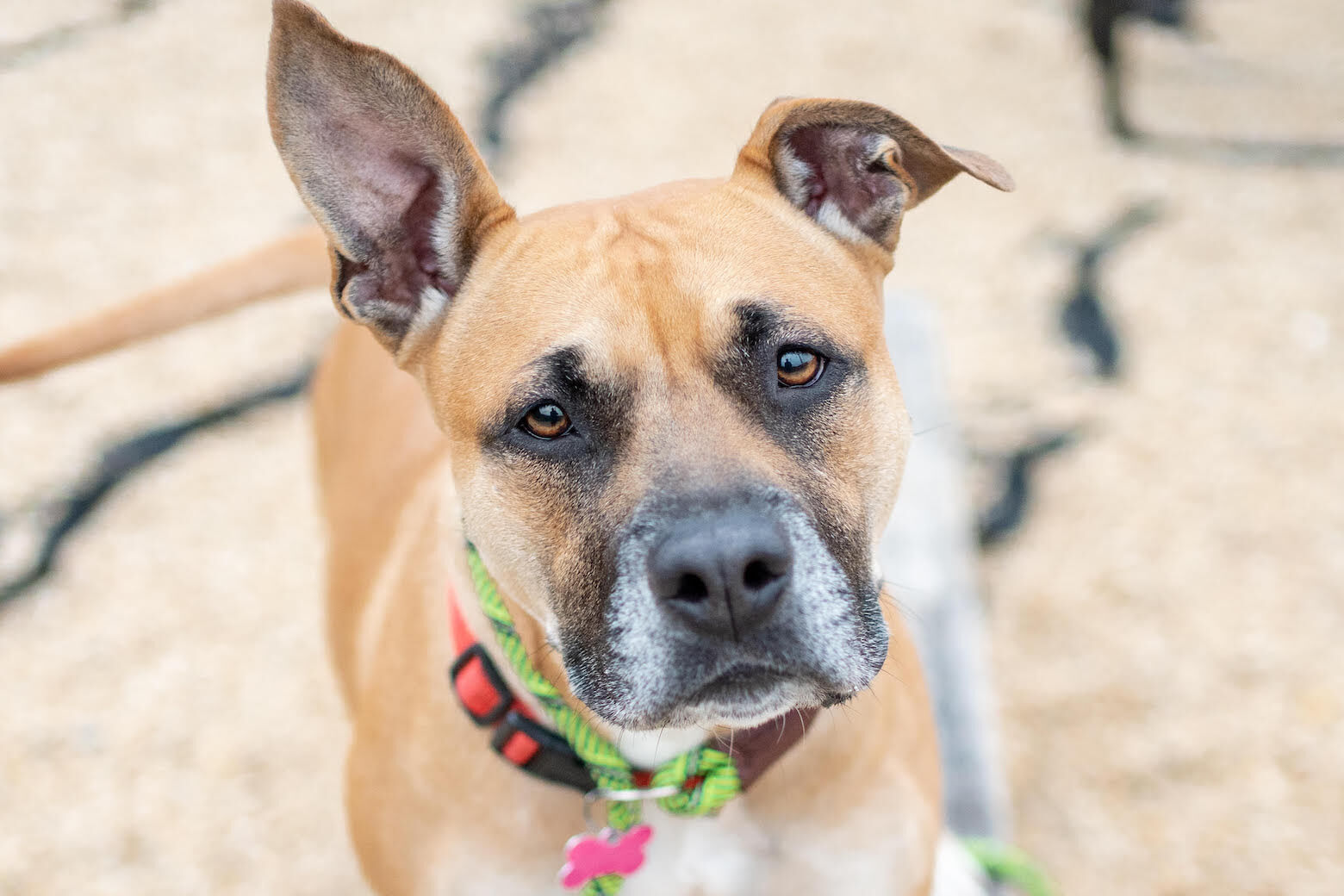<p>Meet Rita!</p>
<p>Rita has never met a person she doesn’t love. She has quickly become best friends with everyone at the Humane Rescue Alliance after being found wandering the streets of D.C. on Christmas day.</p>
<p>As soon as she walked through our doors, her tail was wagging, her body was wiggling and she was leaning in to get pets from everyone who offered her a head scratch or belly rub.</p>
<p>At six years old, Rita is well past her puppy days but enjoys getting outside for walks and exploring. She also likes to say hello to other dogs who are gentle and mellow.</p>
<p>To learn more about this darling girl at <a href="https://www.humanerescuealliance.org/adopt" target="_blank" rel="noopener">humanerescuealliance.org/adopt</a>.</p>
