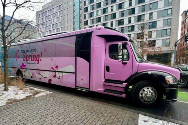 dc cherry blossom bus tour