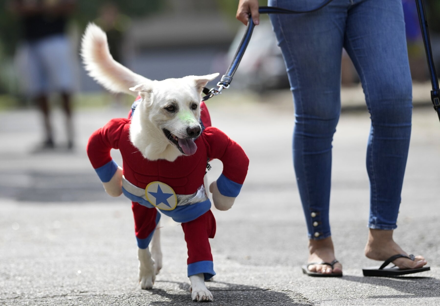 Dogs in costumes take over at Rio Carnival street party - WTOP News