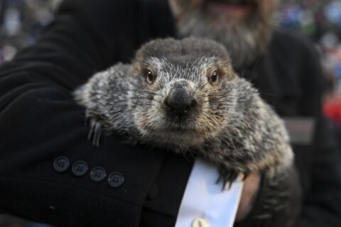 Watch: Punxsutawney Phil predicts an early spring on Groundhog Day 2024
