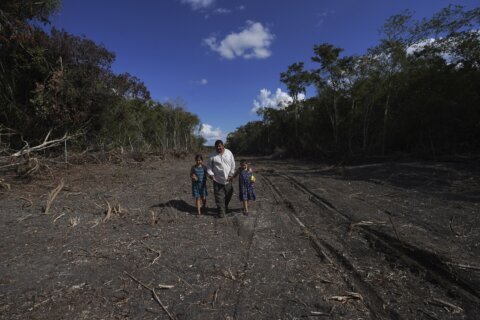 Worries abound that Mexico’s Maya Train will destroy jungle
