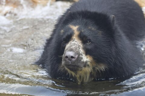 St. Louis Zoo bear has second brief escape from enclosure
