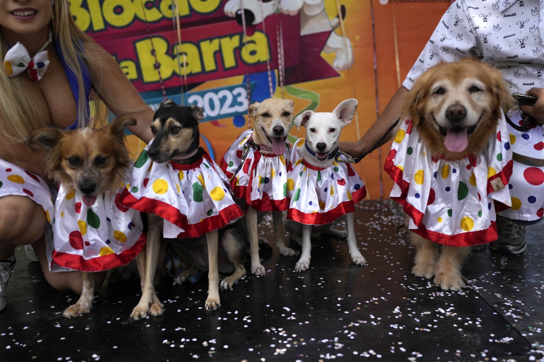 Dogs in costumes take over at Rio Carnival street party - WTOP News