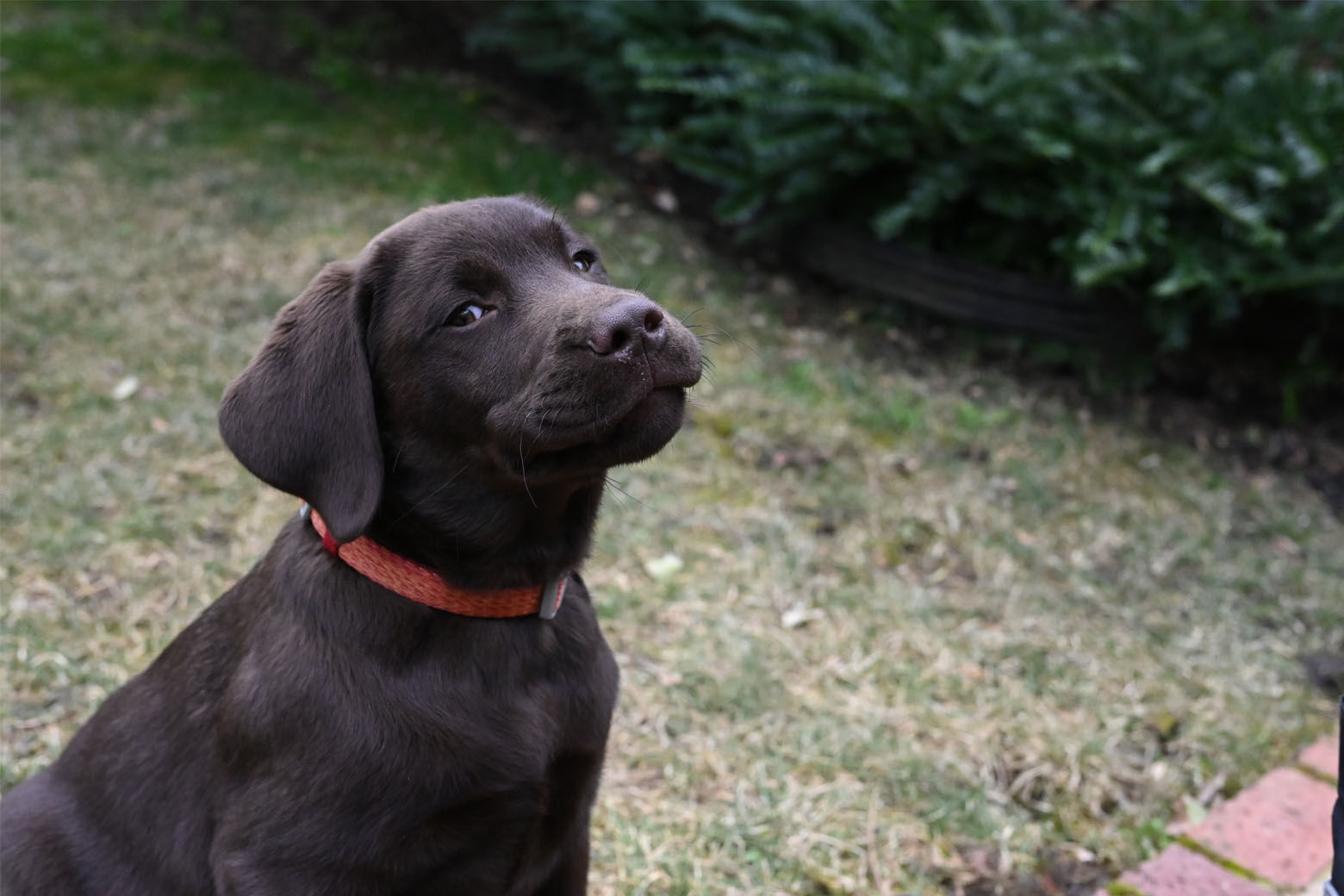 A photo of Calvin, a chocolate Labrador retriever.