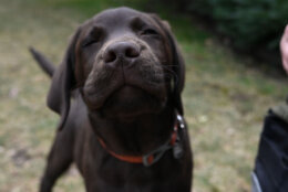 Photo of Calvin, a chocolate Labrador retriever.