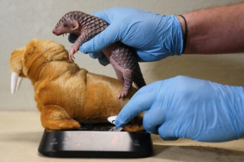 1st baby pangolin in Europe born in Prague zoo, doing well