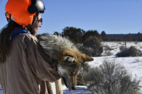 Endangered Mexican wolf population makes strides in US
