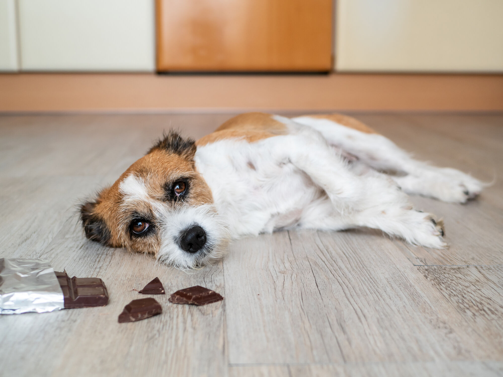 5 household items toxic to your pets
