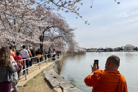 Early cherry blossom bloom likely as ‘indicator tree’ buds on Tidal Basin