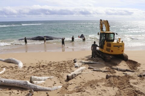 Hawaii whale dies with fishing nets, plastic bags in stomach