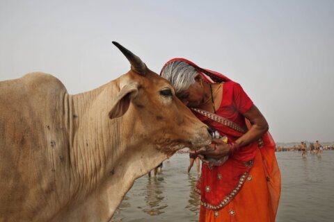 Indian government asks people to hug cows on Valentine’s Day