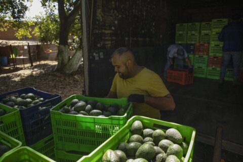 Route to Super Bowl dangerous for Mexico’s avocado haulers