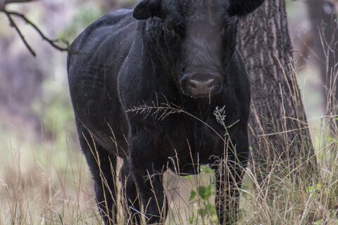 US gets OK for cattle-shooting operation in New Mexico