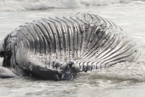 Marine commission: Whale deaths not linked to wind prep work