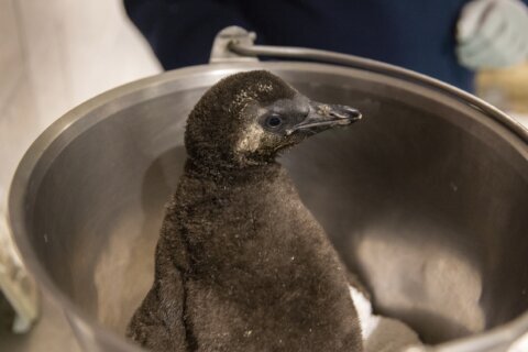 Endangered African penguin chicks hatch at Arizona aquarium
